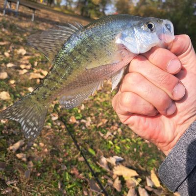 Fishing reports, best baits and forecast for fishing in Lake Loramie