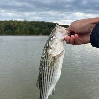 First fishing with new bass rod#creekfishin #creekfishing🎣 #fishingma