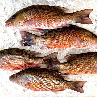 Recently caught Mangrove snapper