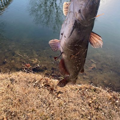 Recently caught Blue catfish