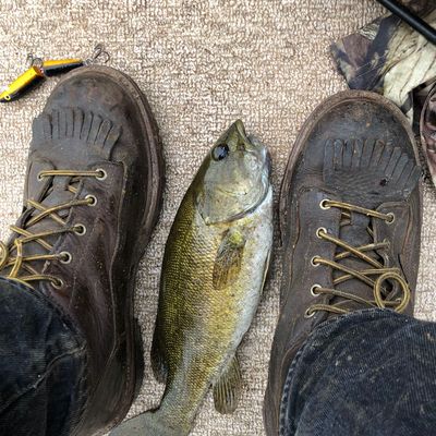 Fishing reports, best baits and forecast for fishing in Big Bass Lake