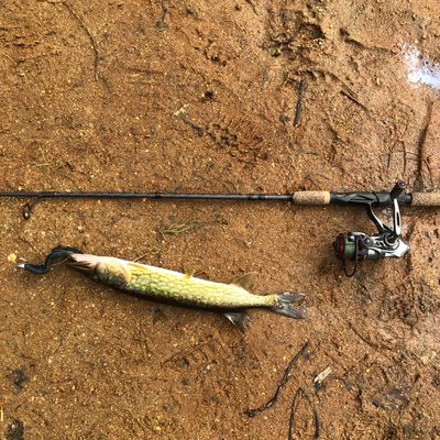 ᐅ French Brook fishing reports🎣• Manchester, CT (United States) fishing