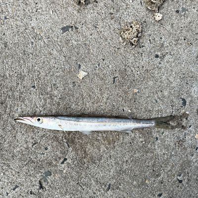 Recently caught Obtuse barracuda