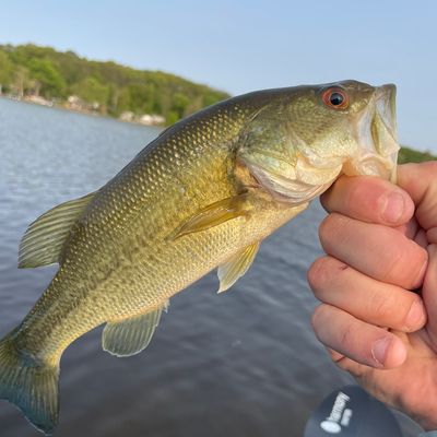 Smallmouth Bass 8 X10 Inch Print by Matt Patterson, Lake House