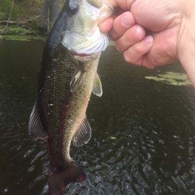 ᐅ Connecticut River Reservoir fishing reports🎣• Enfield, CT