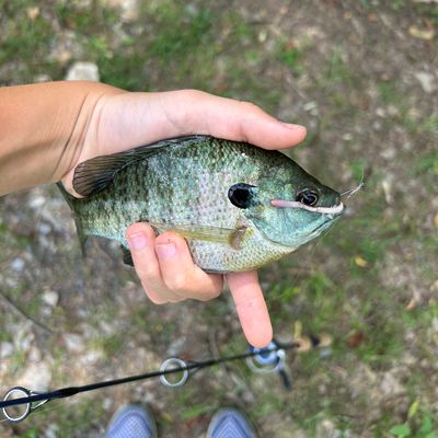 Bluegill Fishing 101: EVERYTHING You Need To Know!