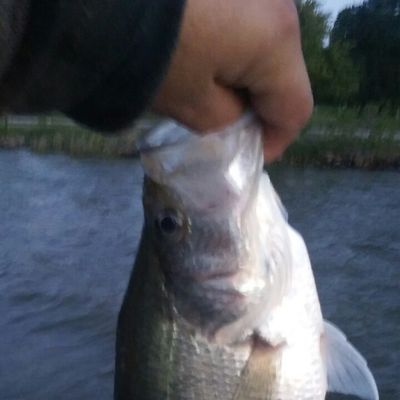 ᐅ White Rock Lake fishing reports🎣• Dallas, TX (United States) fishing