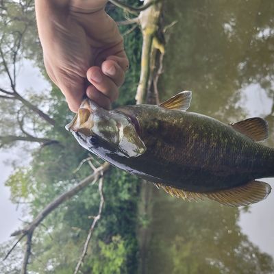 ᐅ Eramosa River fishing reports🎣• Ontario, Canada fishing