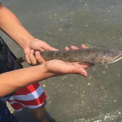 The most popular recent Inshore lizardfish catch on Fishbrain