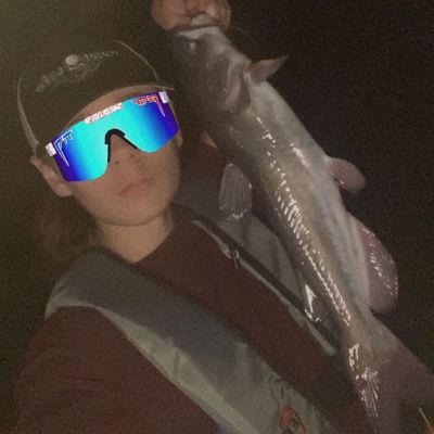 Recently caught White catfish