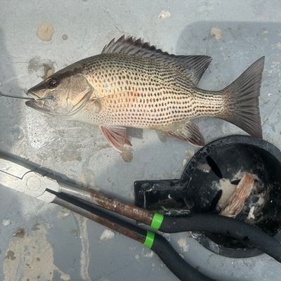 Recently caught Mangrove snapper