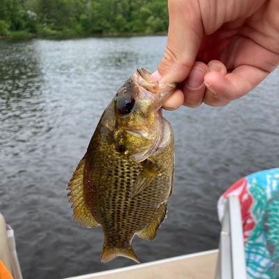 ᐅ Bagley Flowage 1061 fishing reports🎣• Marinette, WI (United