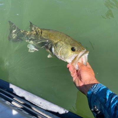 ᐅ Lake Pillsbury fishing reports🎣• Ukiah, CA (United States) fishing