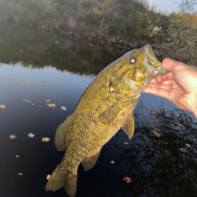 Pond Hopping for Bass and Blue Gill in Grahamstown South Africa 🇿🇦 