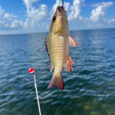 ᐅ Deering Channel fishing reports🎣• Miami, FL (United States) fishing