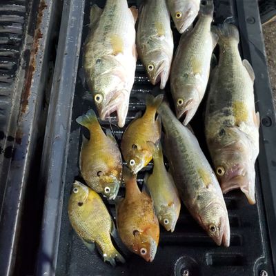 Fish Hanging Perch Image & Photo (Free Trial)