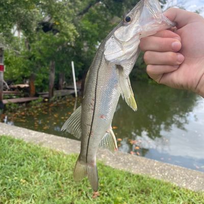 How Do I Catch Fish In Lemon Bay Florida?