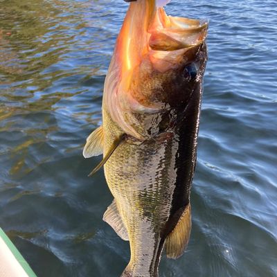 LORALEE, THE 10-YEAR-OLD FISH MAGNET – 139 FISH @ BELTON