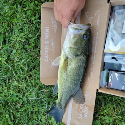 ᐅ Viking Lake fishing reports🎣• Maryville, IA (United States) fishing