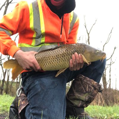 ᐅ Balls Falls fishing reports🎣• Niagara Falls, Ontario (Canada) fishing