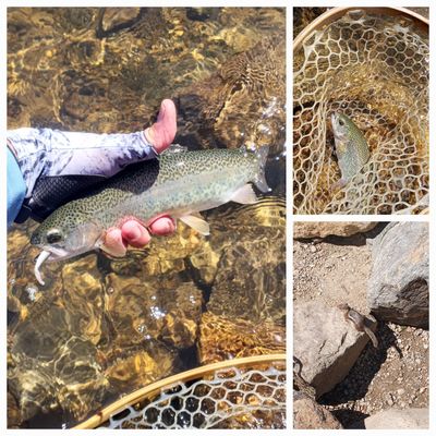 ᐅ Georgetown Reservoir fishing reports🎣• Silverthorne, CO (United States)  fishing