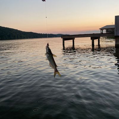 ᐅ H Neely Henry Lake fishing reports🎣• Gadsden, AL (United States) fishing