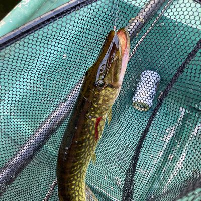 ᐅ Green River Reservoir fishing reports • Essex, VT (United States) fishing
