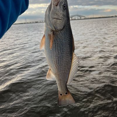 ᐅ Curtis Creek fishing reports🎣• Brooklyn Park, MD (United States) fishing