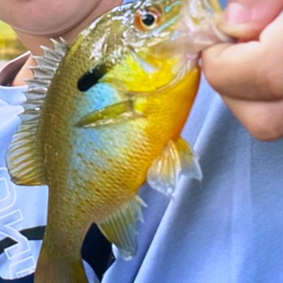 ᐅ Lennie Creek fishing reports🎣• Lexington Park, MD (United