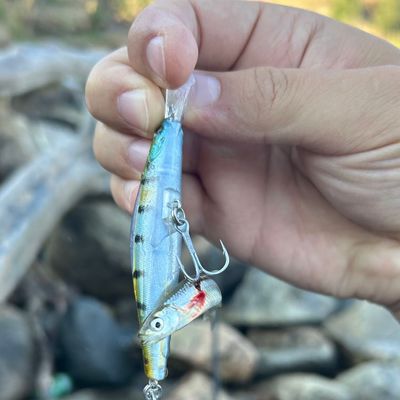 Fishing reports, best baits and forecast for fishing in Bassano
