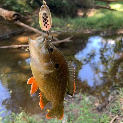 ᐅ East Branch Winters Run fishing reports🎣• Bel Air North, MD (United  States) fishing