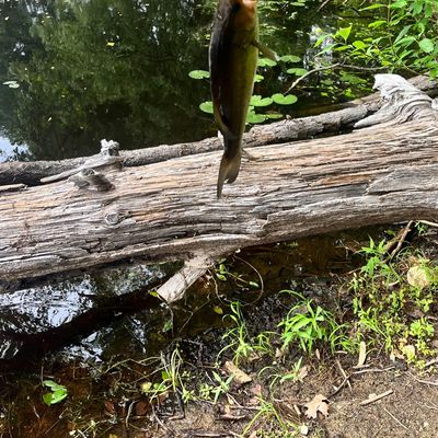 ᐅ Bailey Brook fishing reports🎣• Leominster, MA (United States) fishing