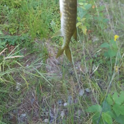 ᐅ Lucy Brook fishing reports🎣• Berlin, NH (United States) fishing