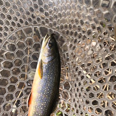 Recently caught Brook trout