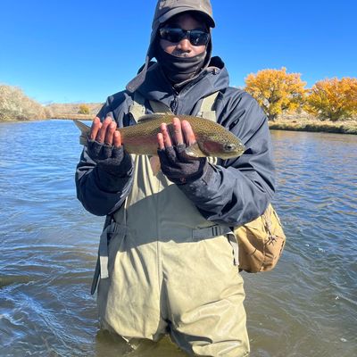 Fly Fishing Bighorn River