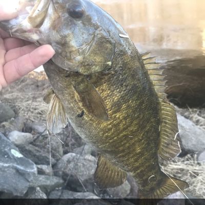 ᐅ Little Wolf River fishing reports🎣• Fox Crossing, WI (United States)  fishing
