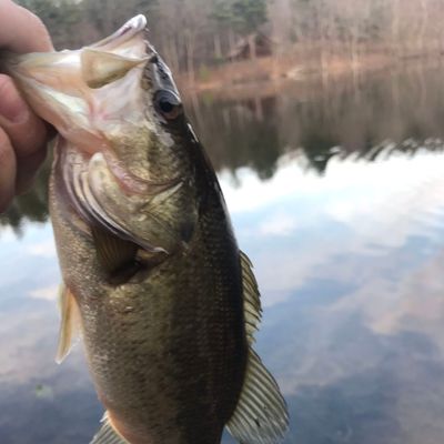 ᐅ Coopers Pond fishing reports🎣• North Greenbush, NY (United