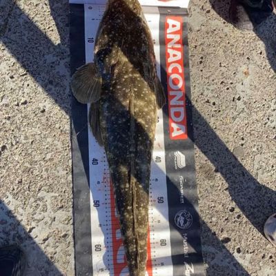The most popular recent Dusky flathead catch on Fishbrain