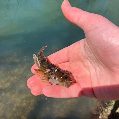 Recently caught Mottled sculpin