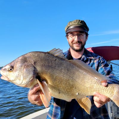 The most popular recent Freshwater drum catch on Fishbrain