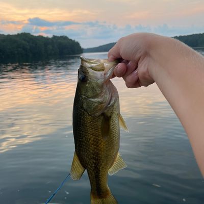 ᐅ Mitchell Lake fishing reports🎣• Calera, AL (United States) fishing