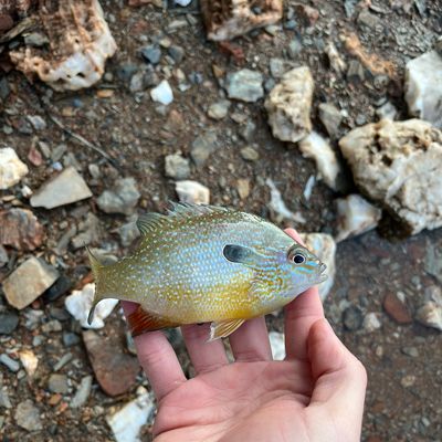 Recently caught Longear sunfish