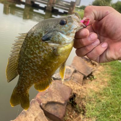 ᐅ Shepherd Lake fishing reports🎣• Bethany, OK (United States) fishing