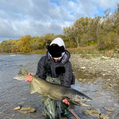 ᐅ Humber River fishing reports🎣• Lewiston, Ontario (Canada) fishing