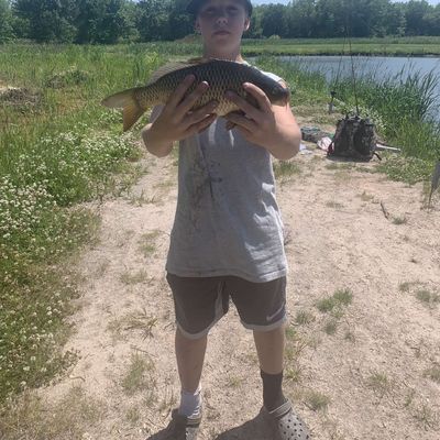 Recently caught Common carp