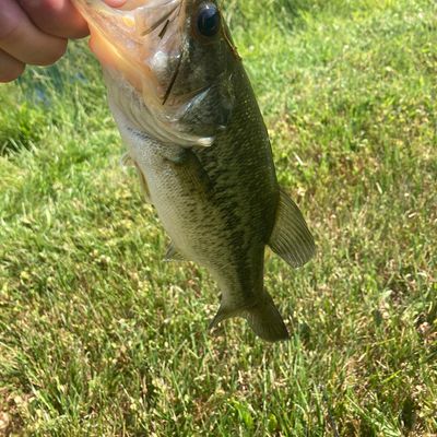 ᐅ Little Piney Run fishing reports🎣• Reisterstown, MD (United States)  fishing