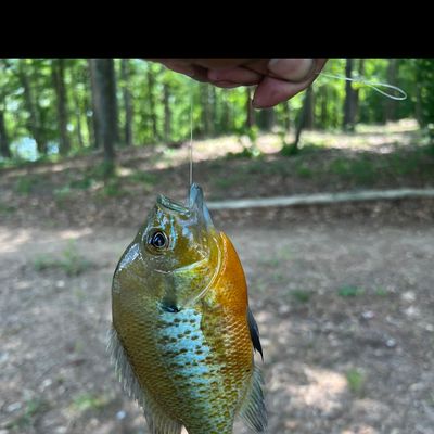ᐅ John Tanner State Park Lake B fishing reports🎣• Carrollton, GA (United  States) fishing
