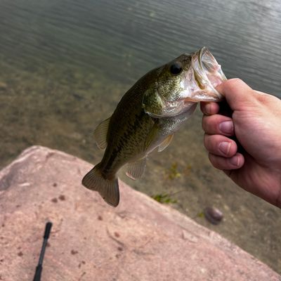 Reynolds Ponds Bass  Manitoba Fishing Forum