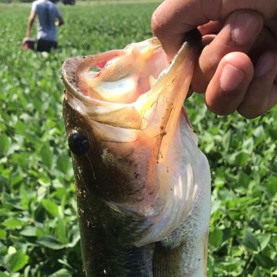 ᐅ Braddock Run fishing reports🎣• Cumberland, MD (United States