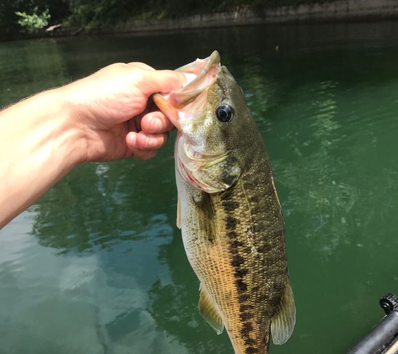 Fishing reports, best baits and forecast for fishing in Lake Summit